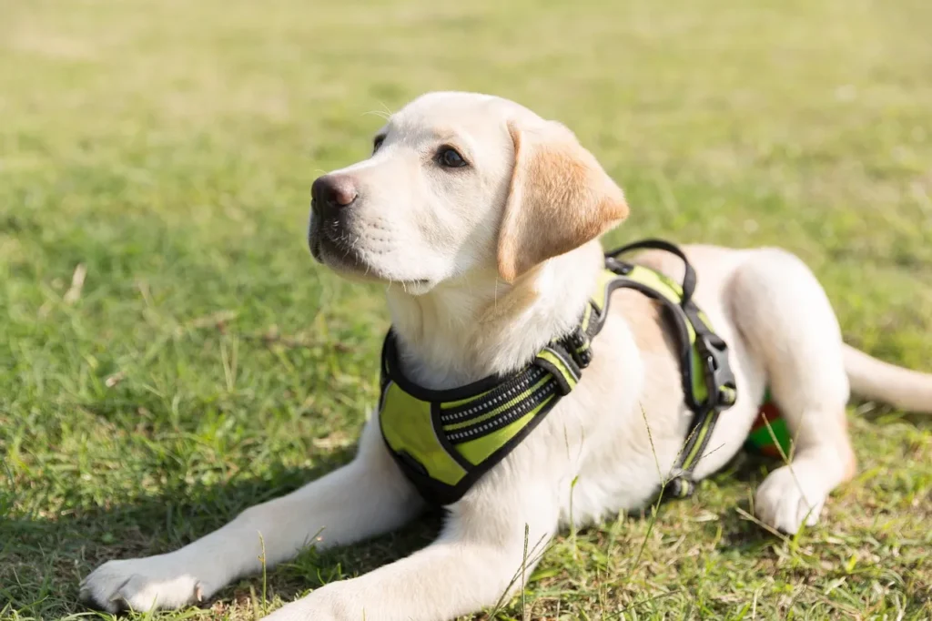 From potty training to off-leash reliability, these Labrador training tips give you a step-by-step plan to raise a confident, obedient Labrador.