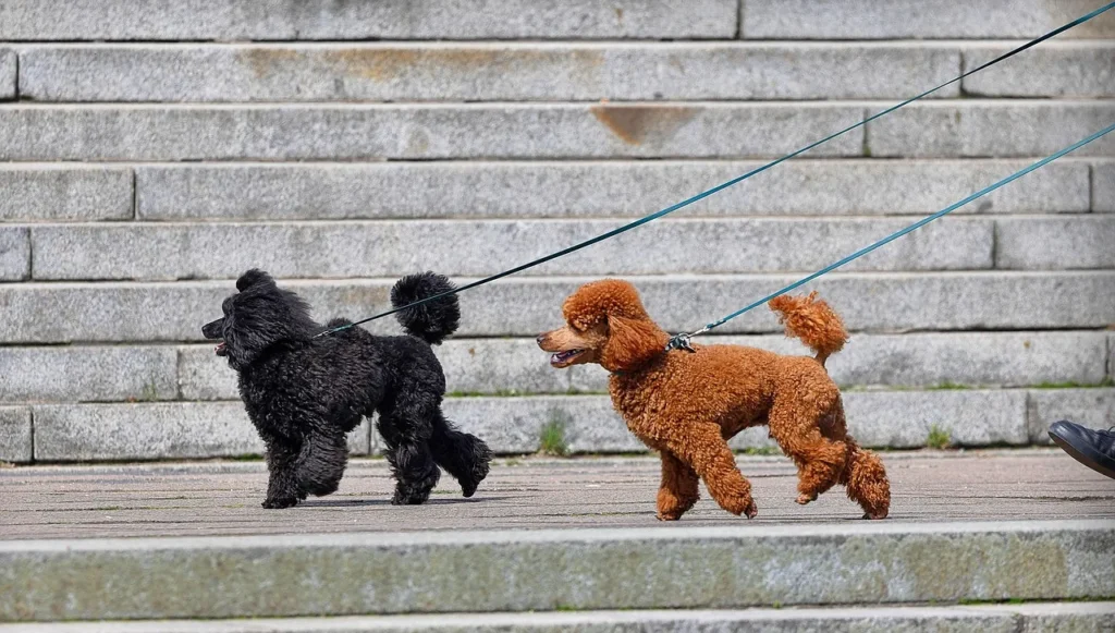 One emergency vet visit can cost thousands. Learn how dog insurance works, what it covers, and whether it makes financial sense for your situation.
