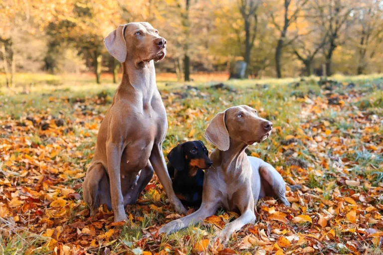 From premiums to reimbursements, discover what dog insurance actually costs in 2026, what it covers, and when it pays off most.