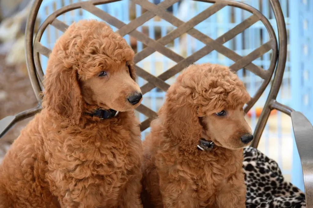 Not all dog insurance plans are equal. Find out which coverage types suit your dog's breed, age, and health — and which policy mistakes to dodge.
