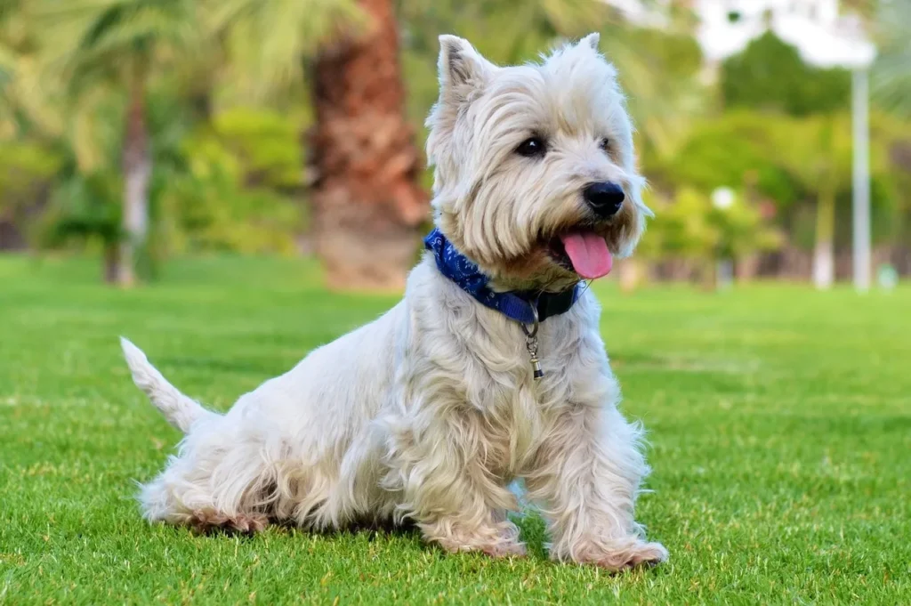 From puppy shots to senior boosters, this guide to dog vaccinations covers everything owners need to keep their dogs healthy and protected.
