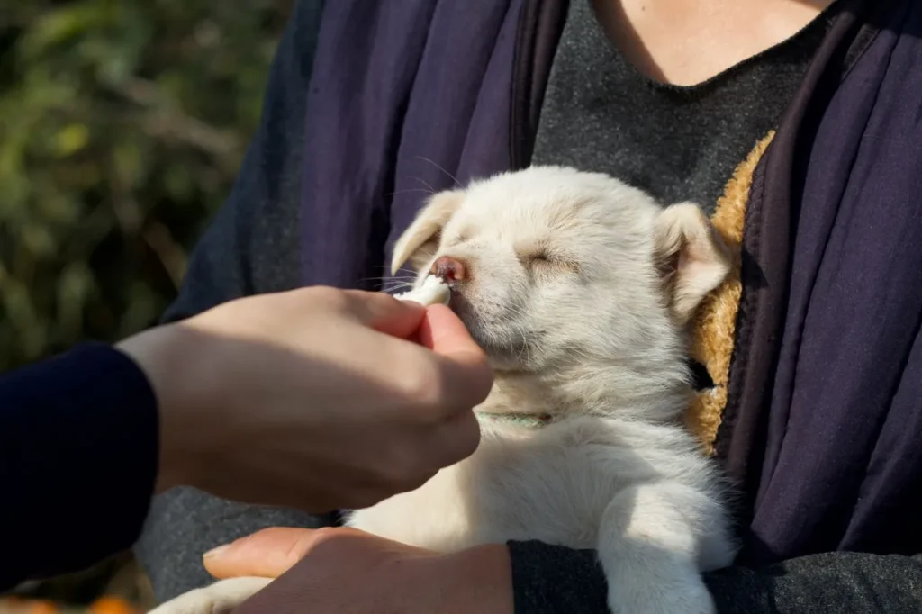 The wrong puppy food can affect bone development, immunity, and long-term health. Here's how to choose a nutritionally complete formula matched to your puppy's breed, size, and growth stage.
