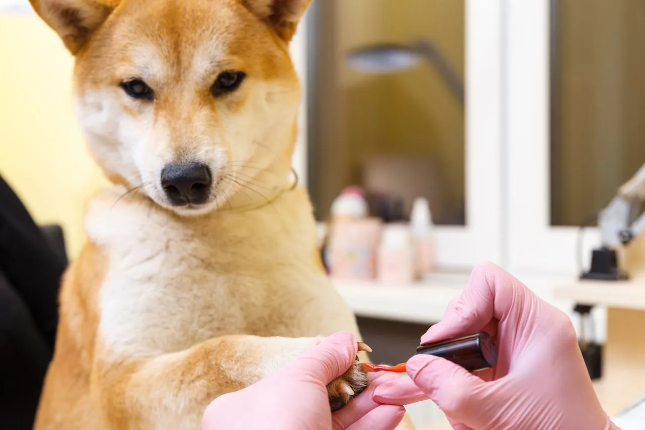 Nail trimming doesn't have to be a battle. Discover practical, fear-free methods that keep both you and your dog calm during the process.
