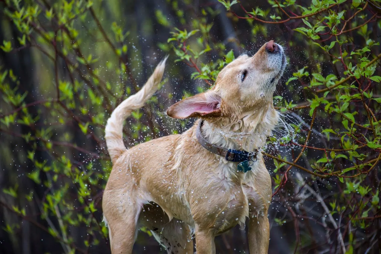 Medicated or everyday? Learn the difference and discover the best dog shampoo for routine baths versus veterinarian-diagnosed skin conditions.