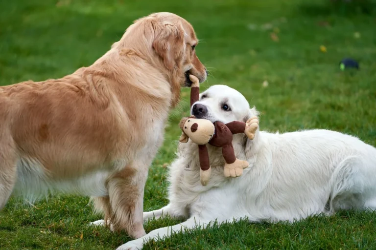 The best puppy toys aren't one-size-fits-all. Learn how age, breed size, and chewing style shape the right choice, plus signs it's time to replace a toy.