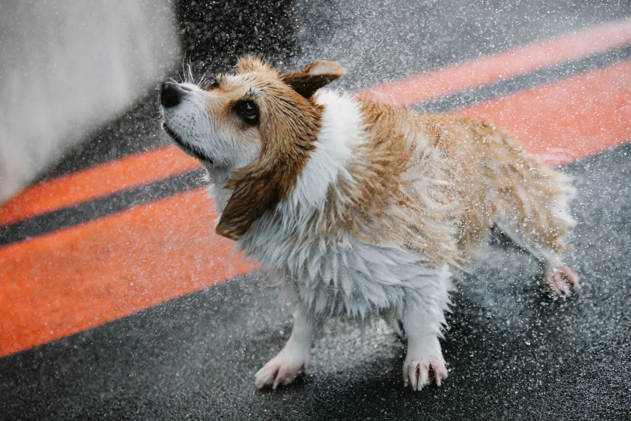 From tear-free puppy formulas to gentle senior-safe options, find the best dog shampoo matched to your dog's age, breed, and coat type.