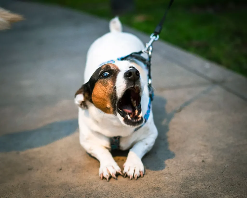 A complete look at how to stop barking: common causes, training techniques, comparison of methods, and when to call a vet or behaviorist.