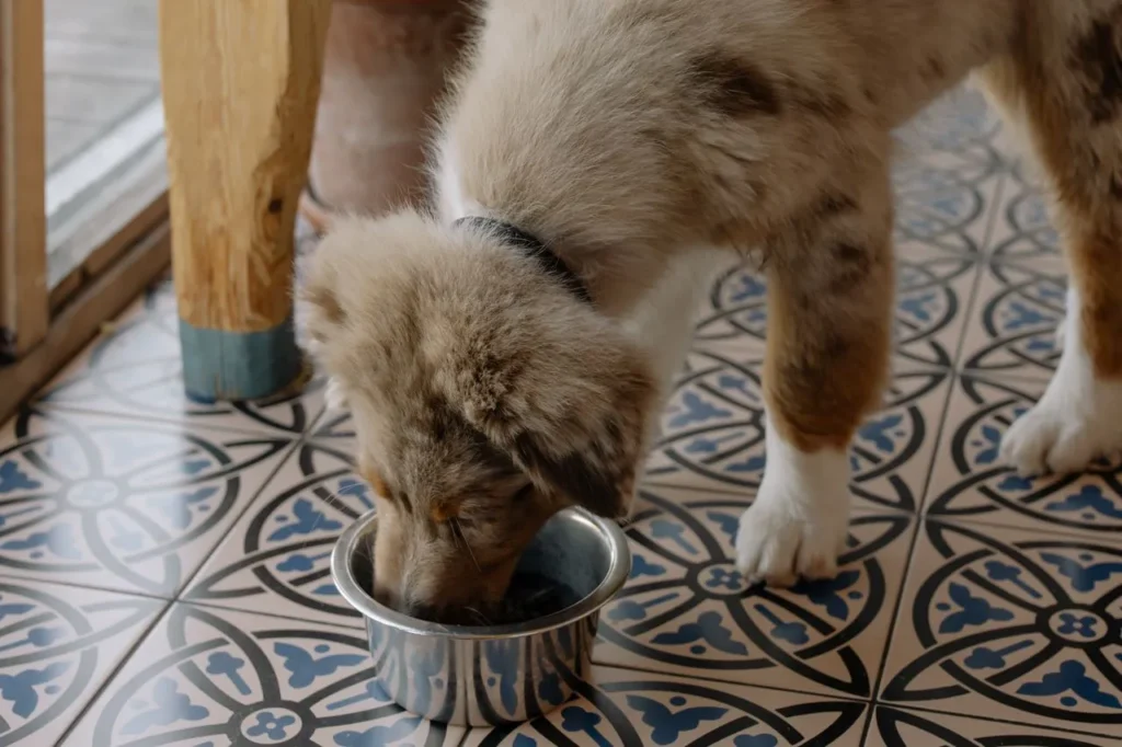 From kibble to fresh food, small breeds to giant breeds — this puppy food guide breaks down everything you need to know to feed your growing dog the right way from day one.