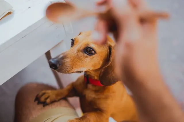 Fresh dog food promises better ingredients and improved health — but does the evidence back it up? We break down the science, the costs, and the best ways to feed your dog fresh in 2026.