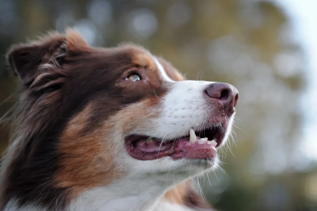 If teeth brushing turns into a struggle, the fix usually isn't more force. Here's how to read resistance and rebuild your dog's trust step by step.