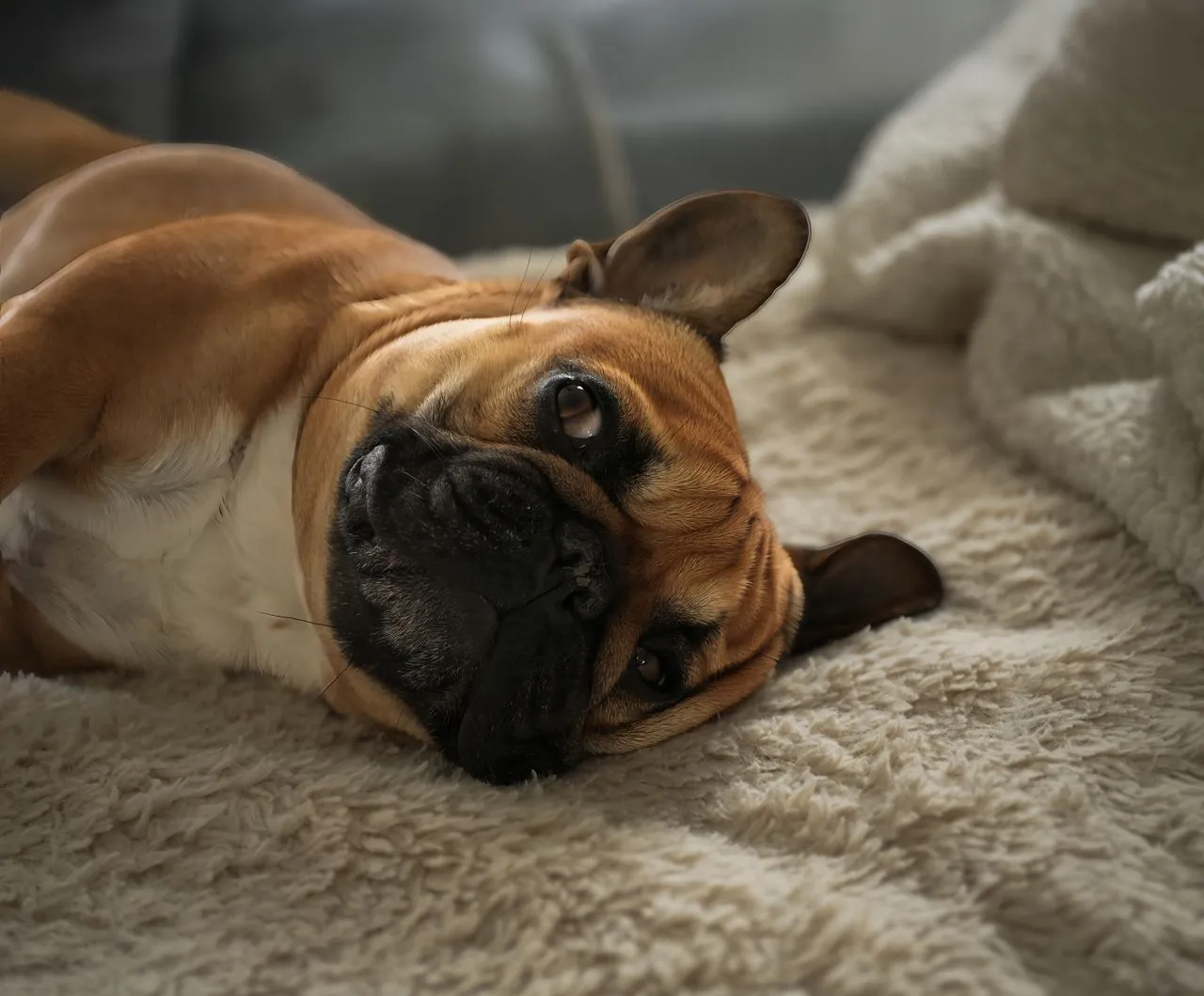 From BOAS to skin allergies, learn the French Bulldog health problems owners face most and how to spot warning signs early on before they escalate.