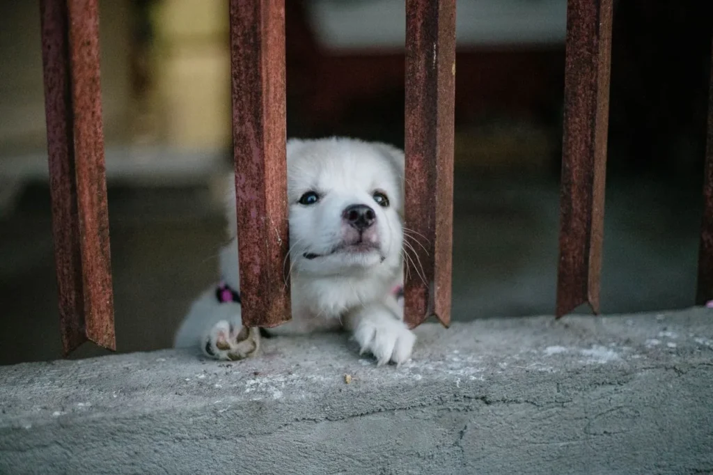 Everything you need for successful crate training in 2026 — crate types, age-based schedules, and FAQs answered.