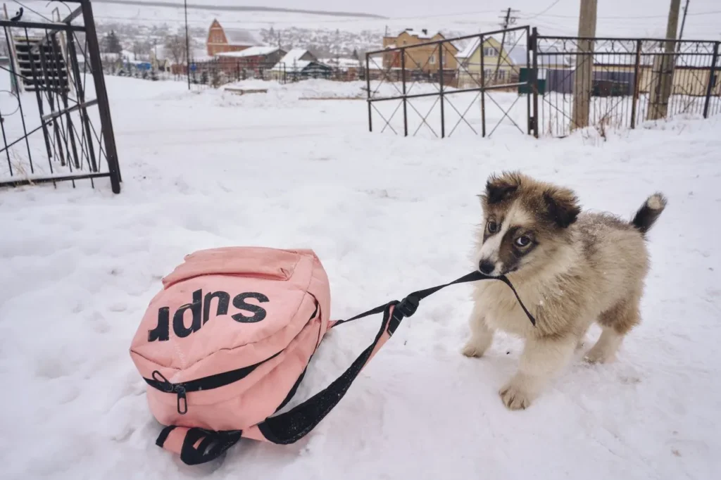 Wondering why your puppy won't stop nipping? Discover the real reasons behind puppy biting and expert-backed training steps that actually work.