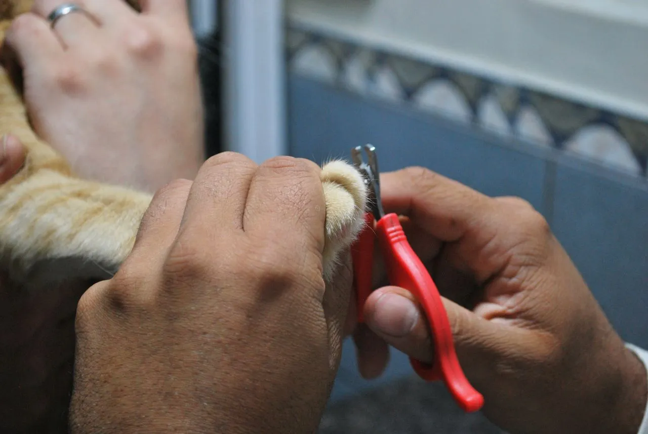 Start nail trimming early with gentle, reward-based training that helps puppies grow into adult dogs who tolerate the process well.