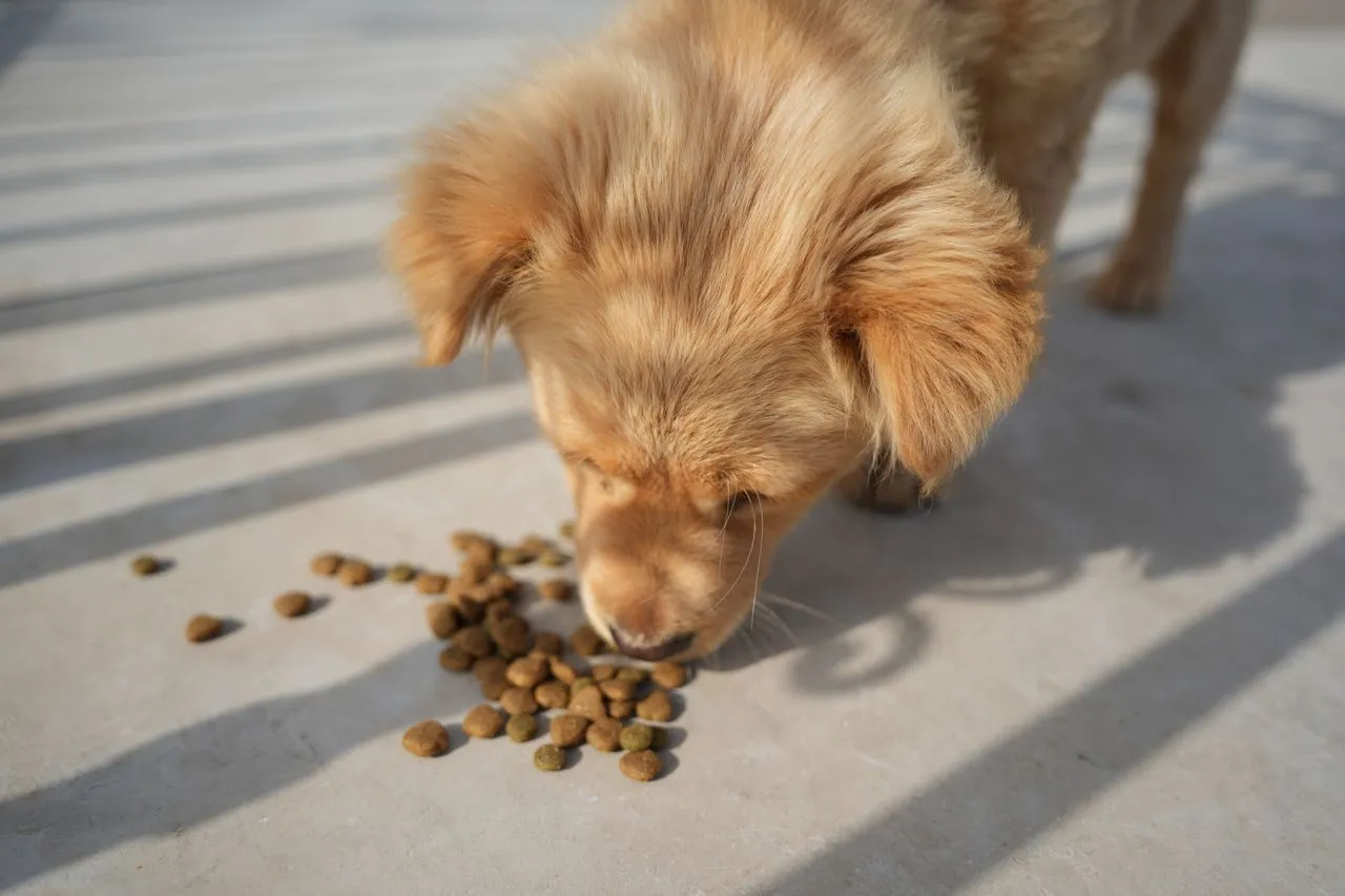 Choosing the right puppy food is one of the most important decisions you'll make for your dog. This complete 2026 guide covers ingredients, portions, life stages, and common feeding mistakes.