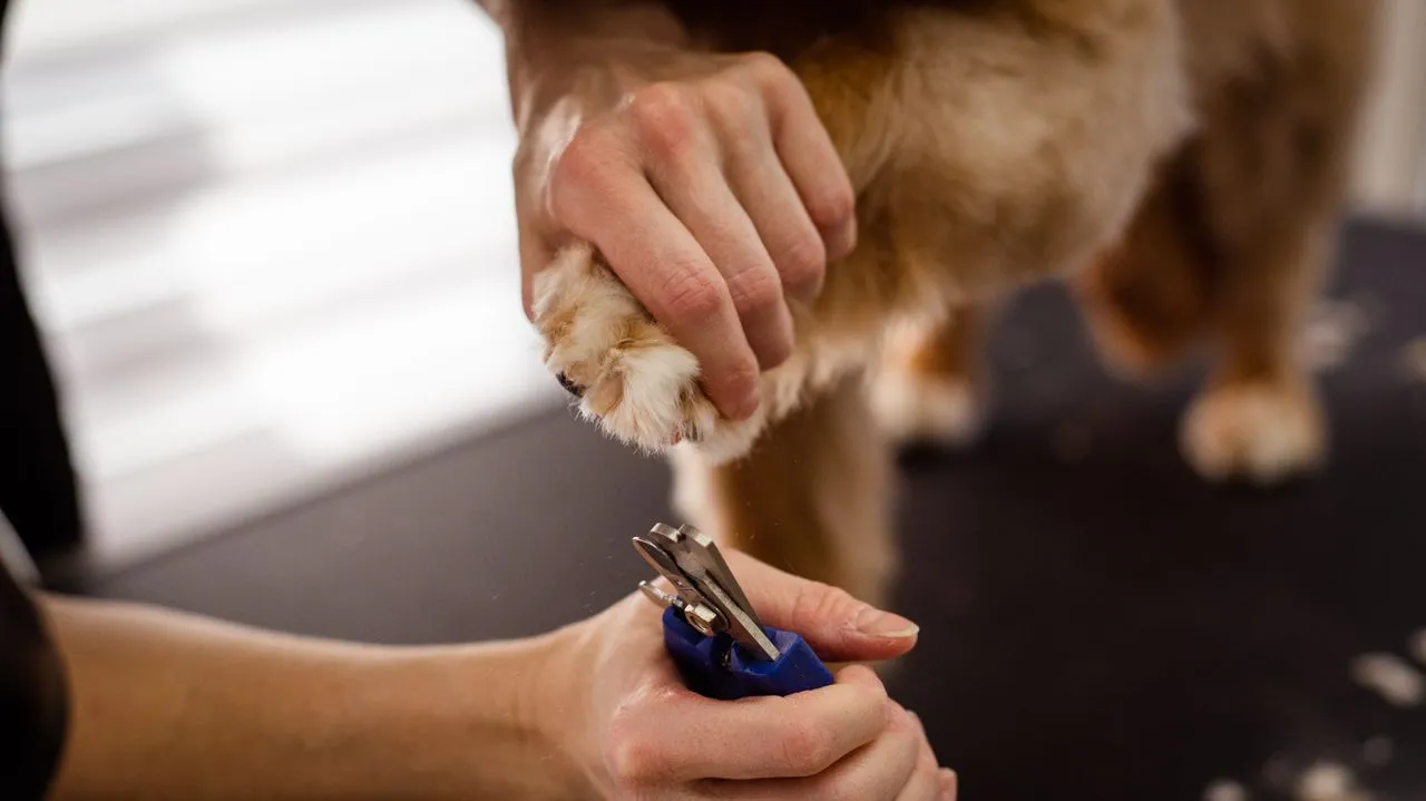 Compare clippers, grinders, and styptic powder for nail trimming, plus a breakdown of the safest technique for beginners.