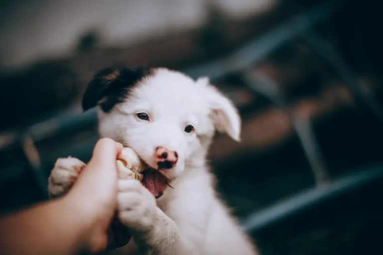 From teething to overstimulation, puppy biting has many causes. Get a complete, reward-based training plan to manage it at every stage of growth.