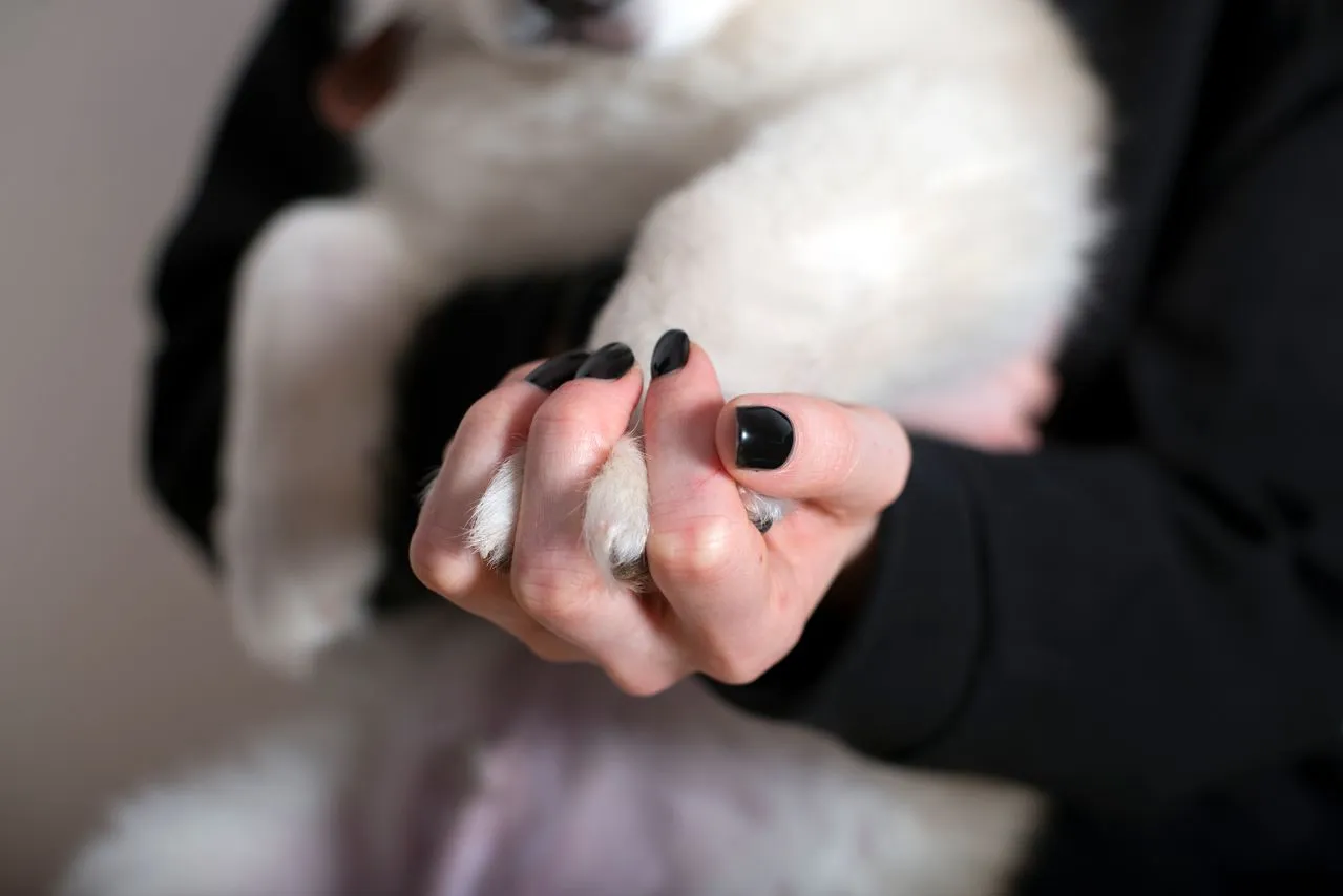 Weigh the pros and cons of nail trimming at home against professional grooming, including cost, convenience, and safety considerations.
