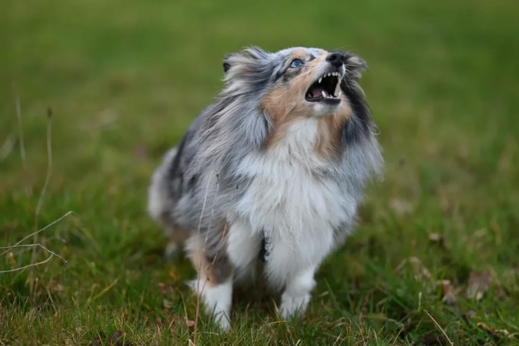 If your dog won't stop barking, the cause matters more than the cure. Explore fear, boredom, and medical triggers — plus what to do about each