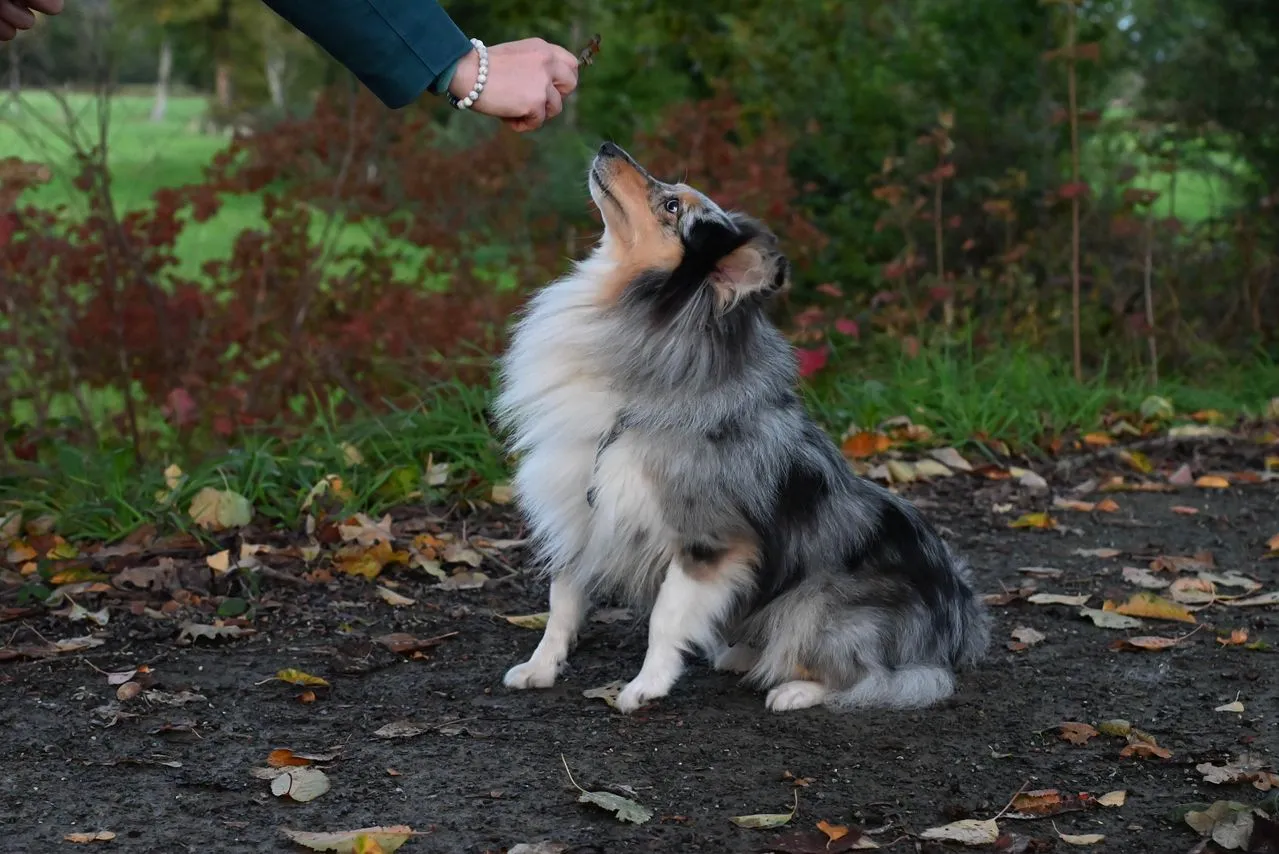 What does the research actually say about clicker training? We look at the evidence, the limitations, and when this method works best.