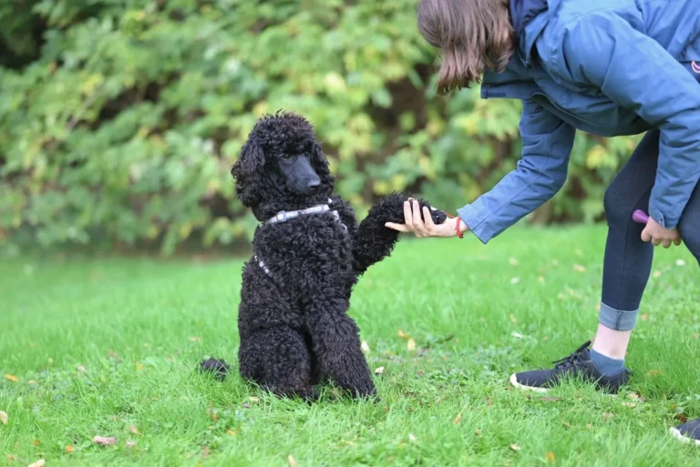 A complete recall training guide covering equipment, step-by-step methods, common mistakes, and emergency cues for a dog who always comes back.