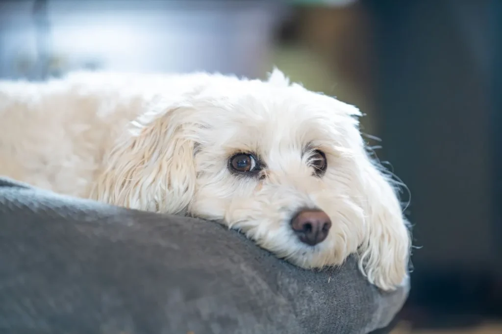 See what's changed for puppy vaccines in 2026, including the shift toward core leptospirosis vaccination, updated schedules, and real-world costs.