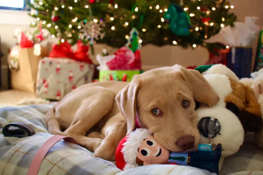 From rubber chews to puzzle feeders, explore the best puppy toys of 2026 and learn how to pick the right one for your dog's size, age, and personality.