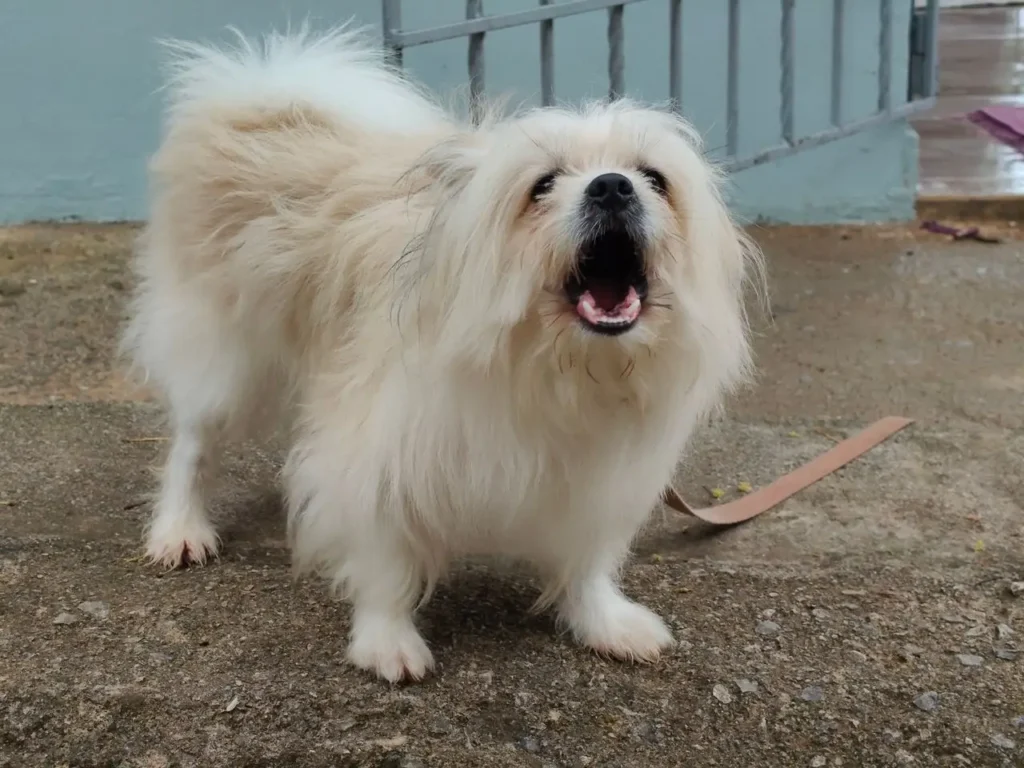Yelling doesn't work. Discover reward-based methods to stop barking at doors, windows, and visitors — backed by veterinary behavior guidance.