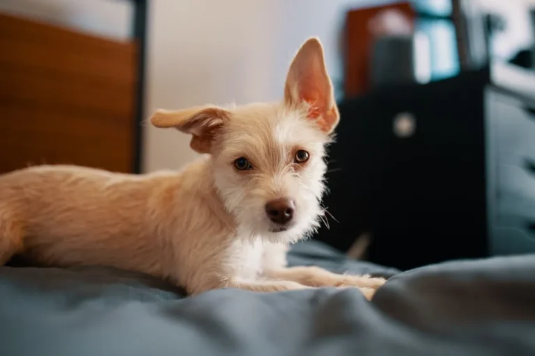 A week-by-week look at puppy vaccines, from the first shot at six weeks to the one-year booster, plus what each vaccine actually protects against.