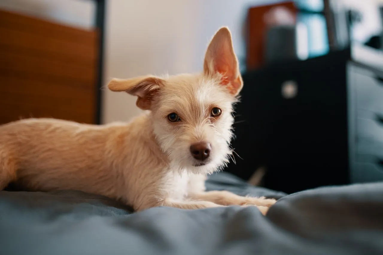 A week-by-week look at puppy vaccines, from the first shot at six weeks to the one-year booster, plus what each vaccine actually protects against.
