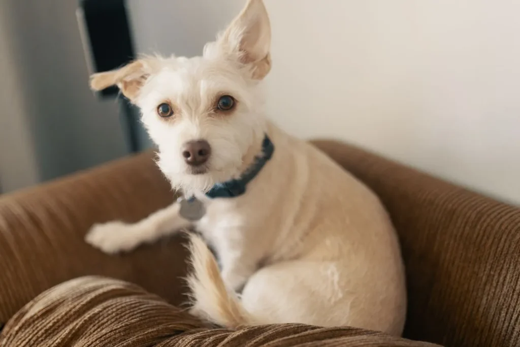 Confused about puppy vaccines? Get a clear breakdown of core vs. lifestyle vaccines, average costs, side effects, and the myths worth ignoring.