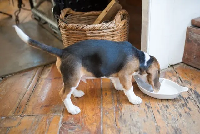 Not all fresh dog food is created equal. Discover what ingredients to look for, which dogs benefit most, how to transition safely, and whether the cost is worth it for your pup.
