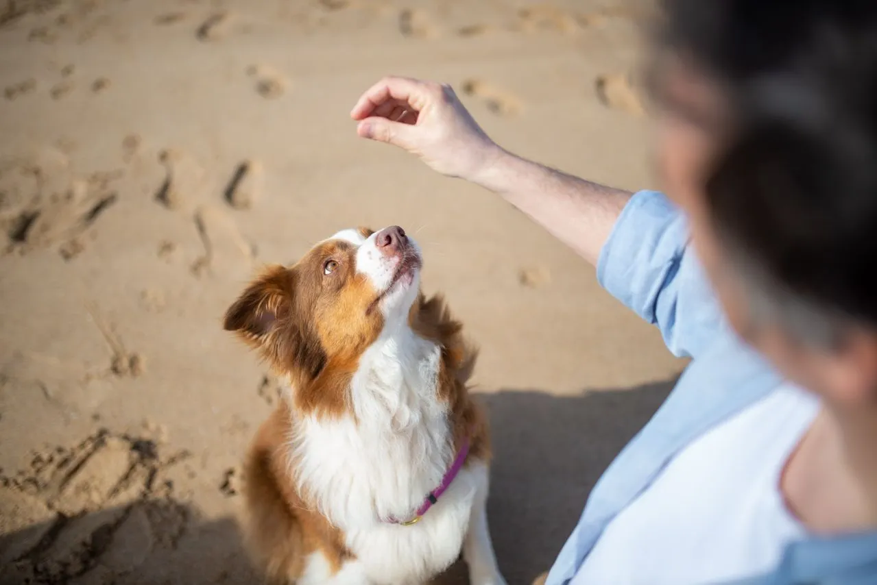 Ready to try clicker training? Get a clear, beginner-friendly plan covering equipment, rewards, session structure, and your first exercises.
