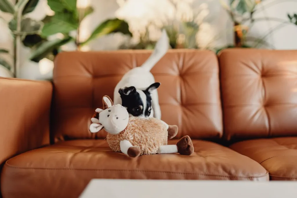A complete 2026 guide to the best puppy toys, covering teething relief, enrichment play, safe materials, and the mistakes most new owners make.