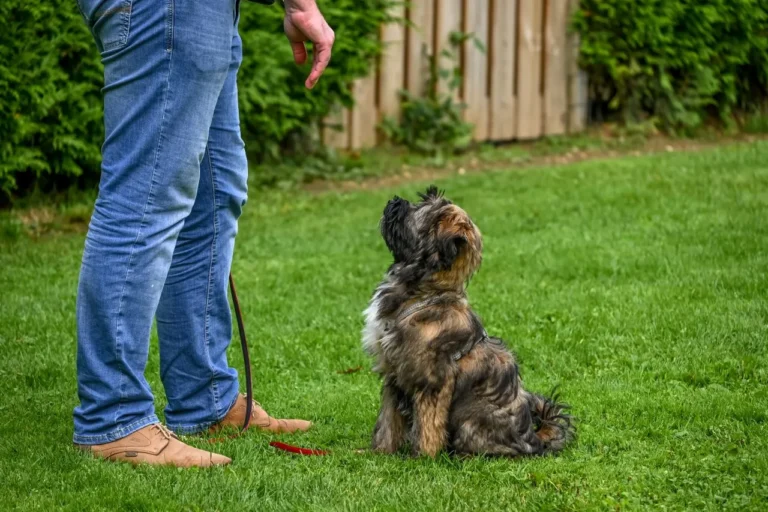 New to clicker training? This guide breaks down the science, the setup, and beginner exercises so you and your dog can start off on the right foot.