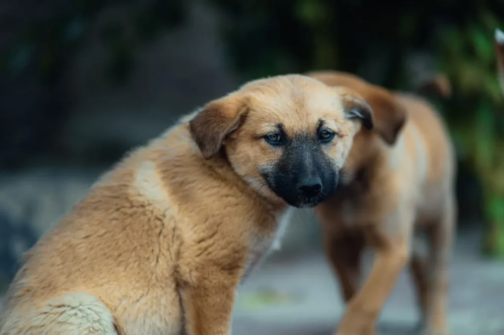 Confused by puppy food options? This 2026 guide cuts through the marketing to explain what growing dogs really need — and what to avoid — at every stage of development.