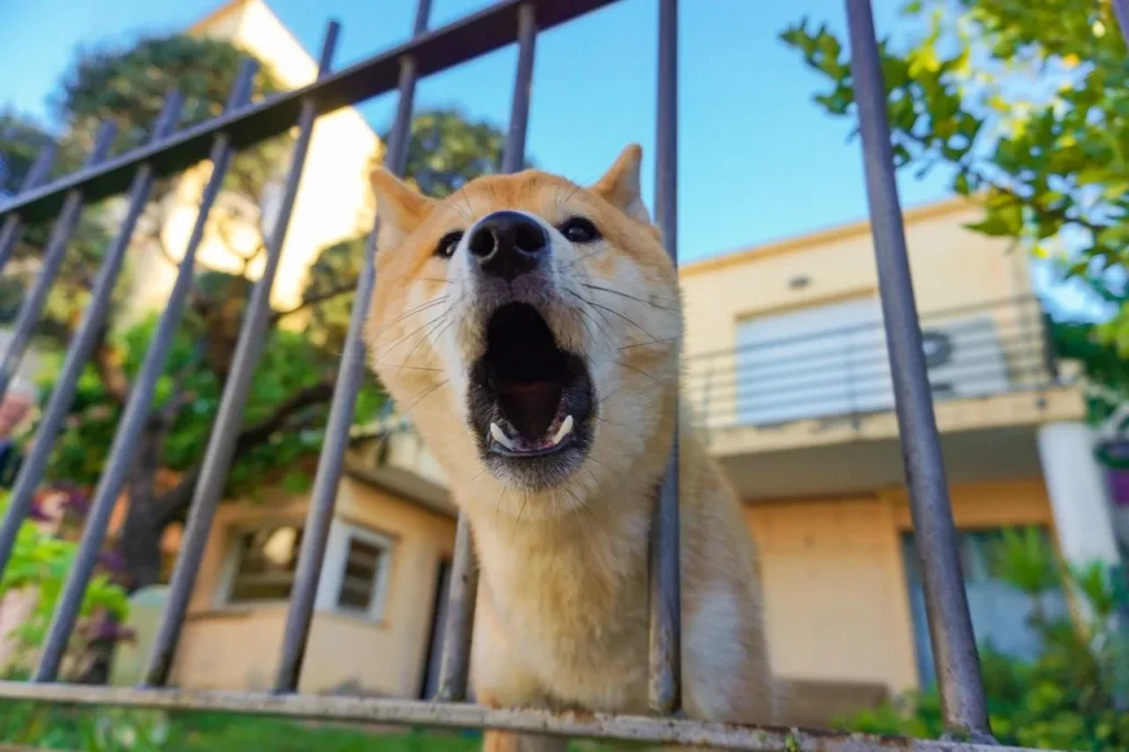 Stop barking at the door with a proven desensitization plan. Follow clear training steps to teach your dog calm, quiet greetings.
