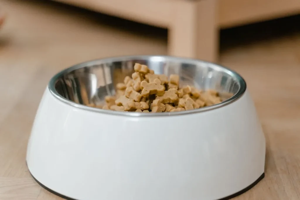 From puppies to seniors, learn which dogs benefit most from high-protein dog food, plus expert tips on reading labels and avoiding low-quality ingredients.