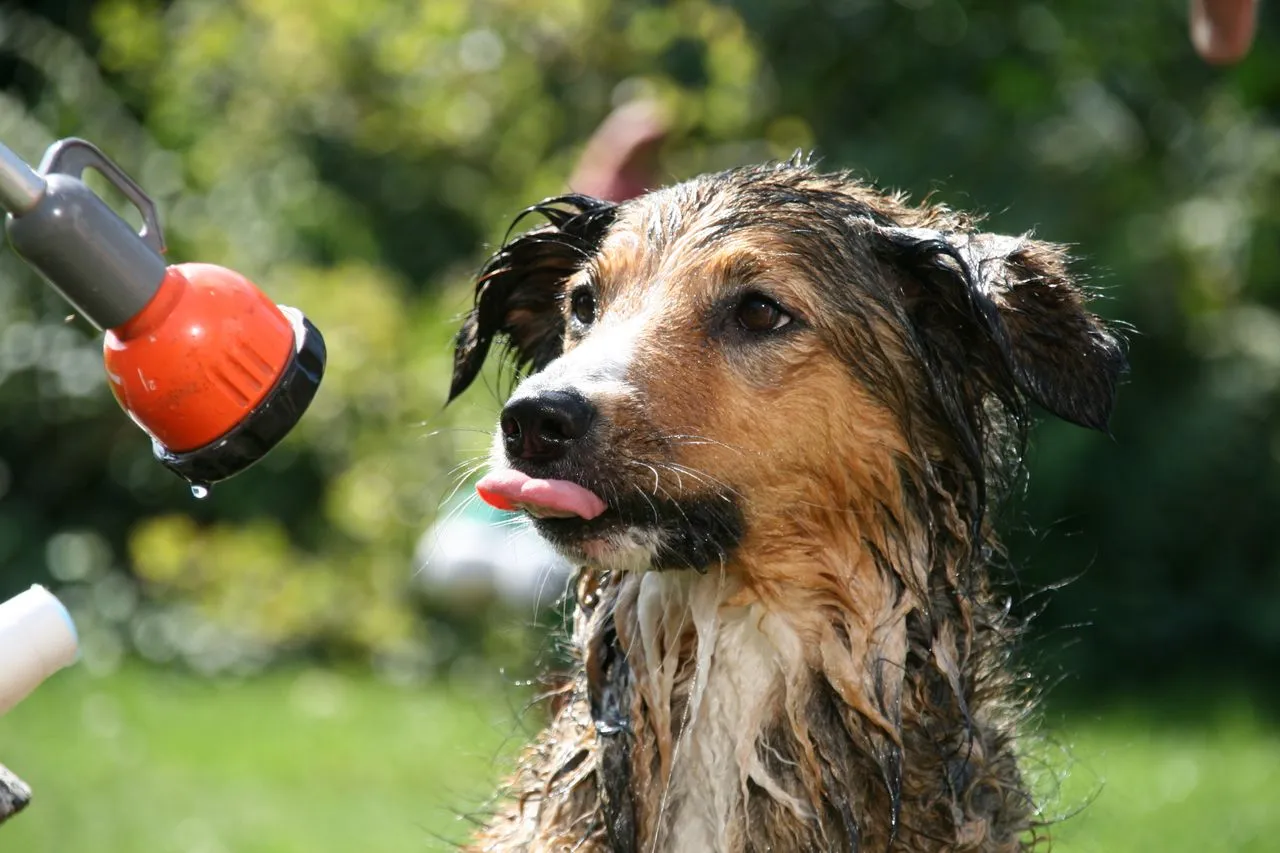 Skip the guesswork. Our vet-informed guide explains how to pick the best dog shampoo based on ingredients, labels, and your dog's real needs.