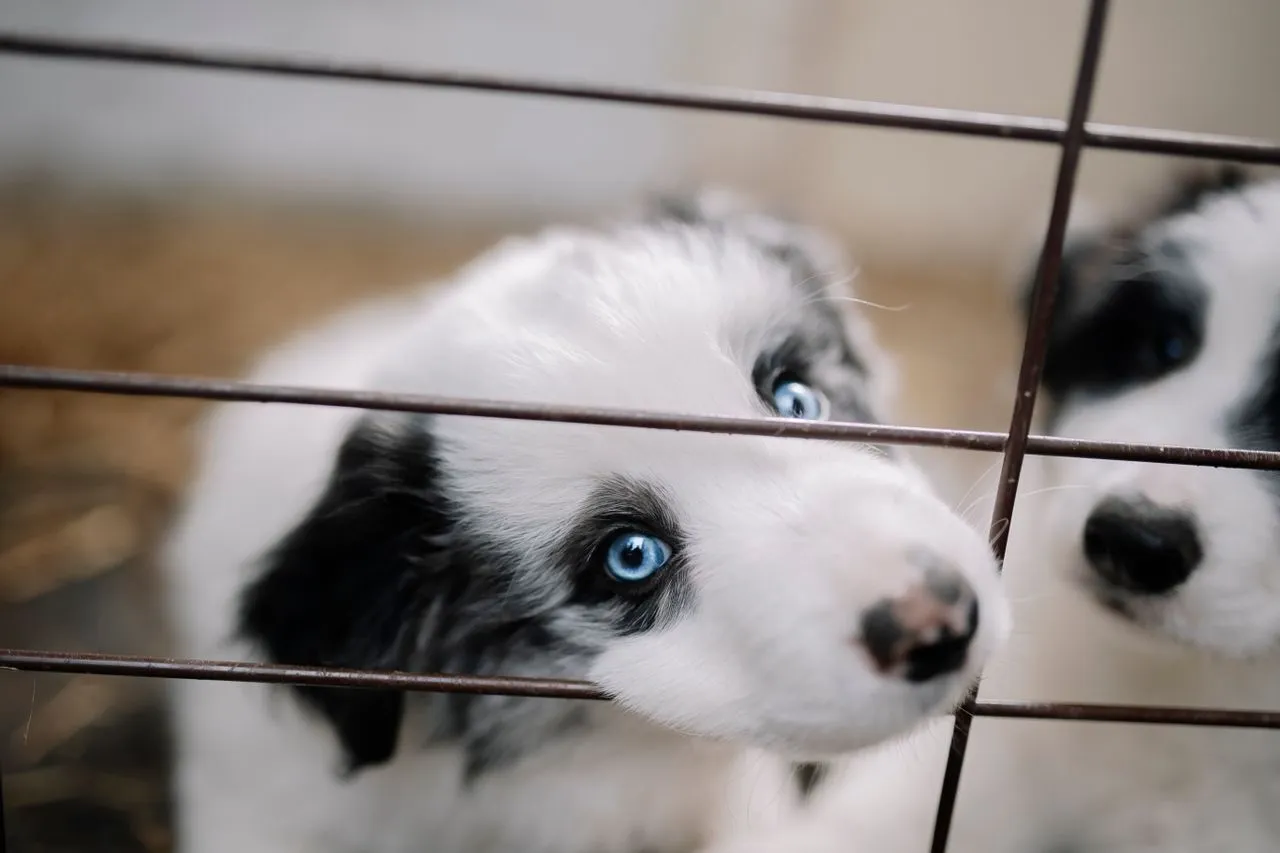 A complete crate training guide covering crate types, sizing, schedules, and how to fix common problems fast
