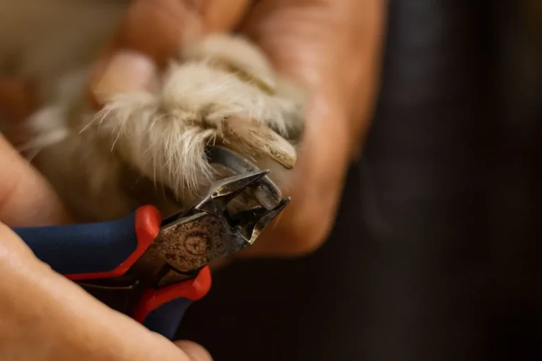 Learn safe, effective nail trimming techniques for dogs of any age, including how to avoid the quick and handle a squirmy pet