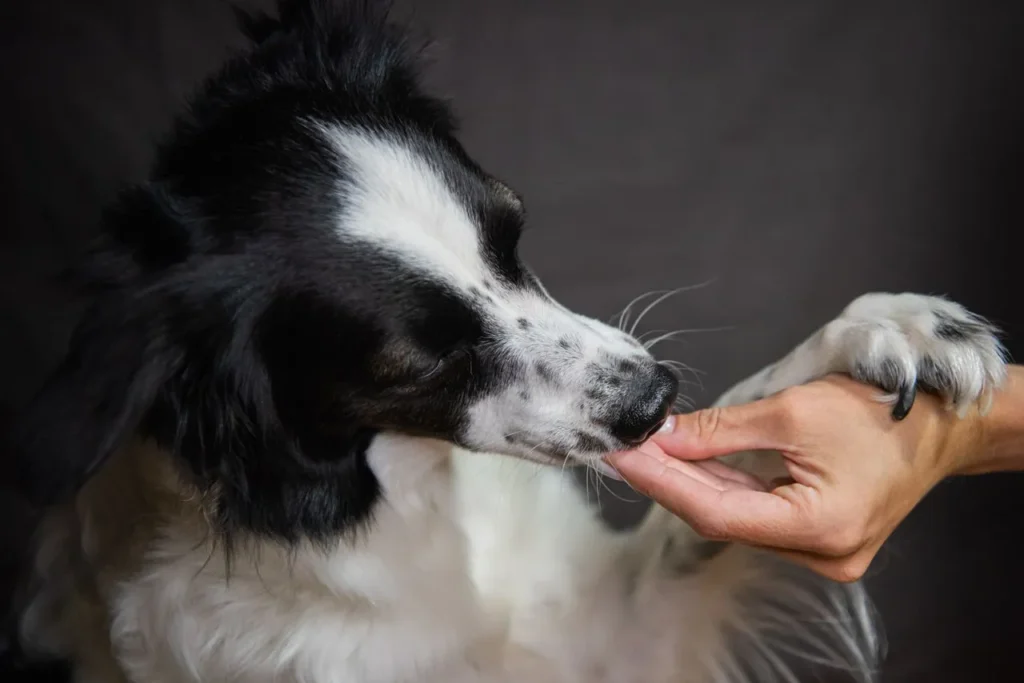 Not sure if high-protein dog food is right for your pup? This guide breaks down the science, the myths, and how to pick a formula that actually fits your dog's needs.