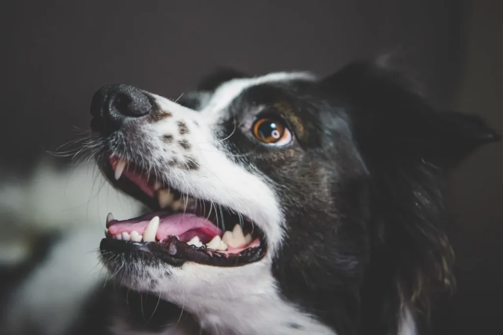 Teeth-brushing habits are easiest to build early. Here's when to introduce a puppy to brushing and how to handle the teething stage safely