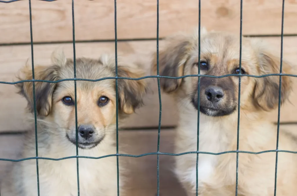 New to crate training? This guide walks through every step, from day-one introductions to overnight success.