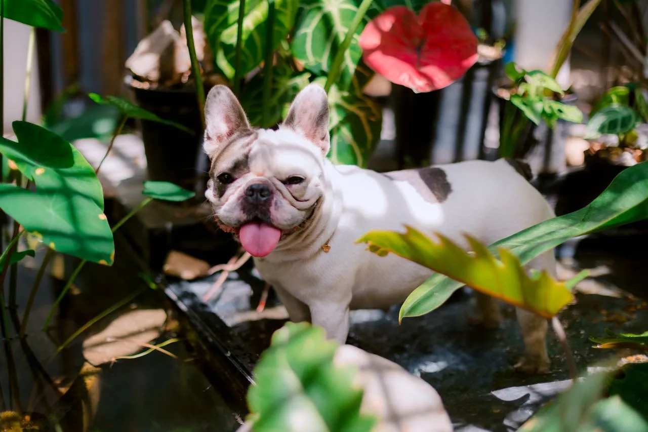 See why these picks stand out as the best food for sensitive stomachs, with easily digestible proteins, probiotics, and formulas dogs actually love.