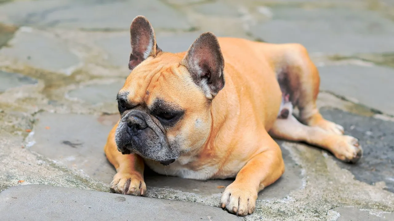 See what it really costs to own a French Bulldog, from puppy expenses to routine vet care, grooming needs, and potential medical bills down the road.