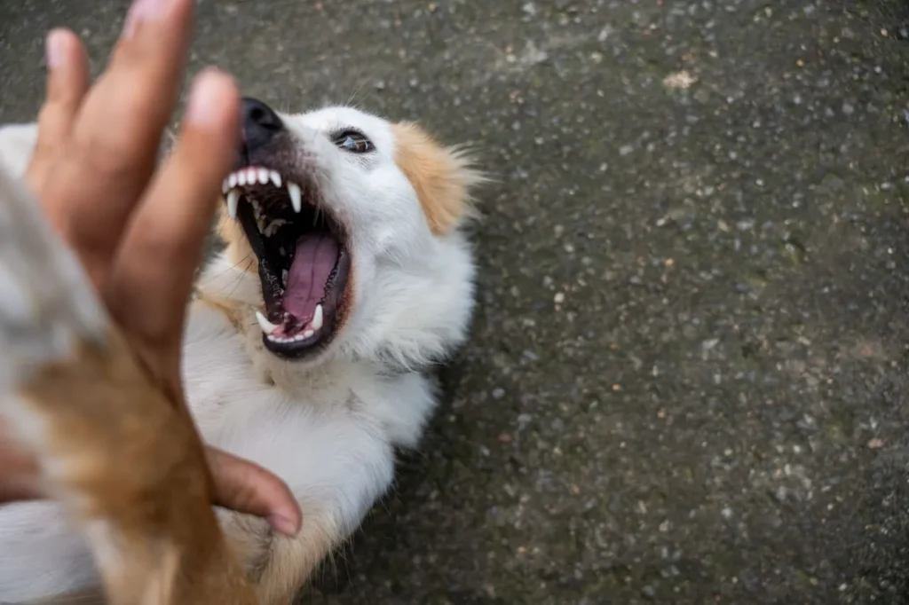 New to puppy biting struggles? This 2026 guide covers causes, safe chew toys, common mistakes, and when to call in a professional trainer.