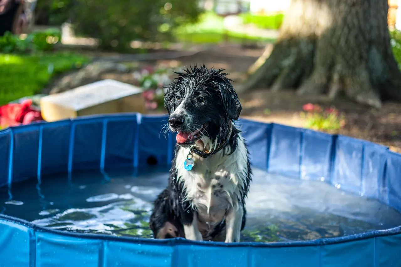 Persistent itching or dry patches? Compare oatmeal, moisturizing, and medicated options to find the best dog shampoo for your dog's skin.