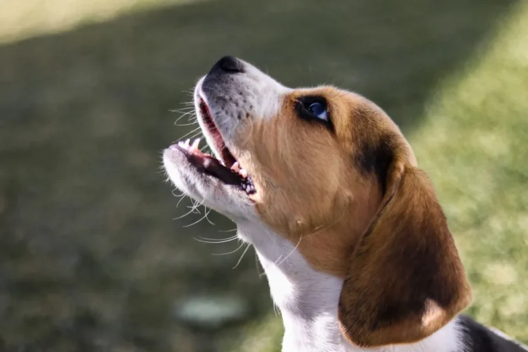 Wondering how to stop barking for good? Learn the real causes behind excessive barking and a humane, step-by-step training plan that actually works.