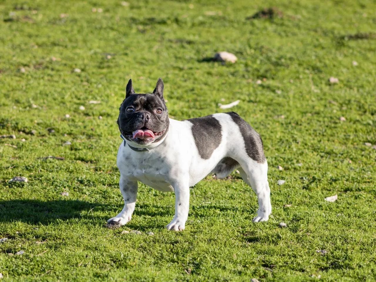 Buying a French Bulldog puppy? Learn which health tests, breeder questions, and red flags matter most before you pay a deposit or bring one home